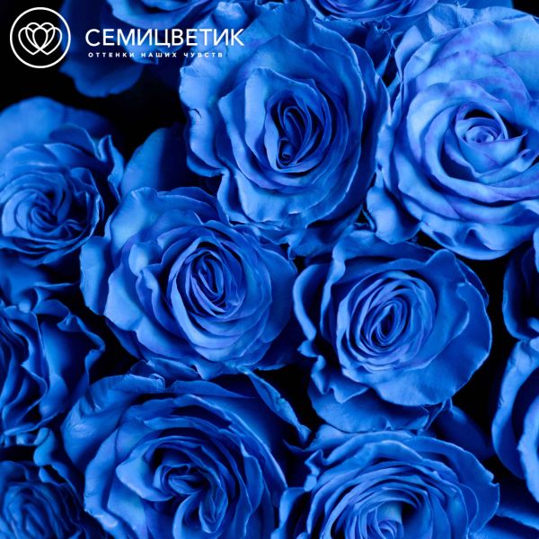 Букет из 15 синих роз 60 см (Эквадор)