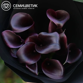 Букет из 11 темно-фиолетовых калл в черной пленке