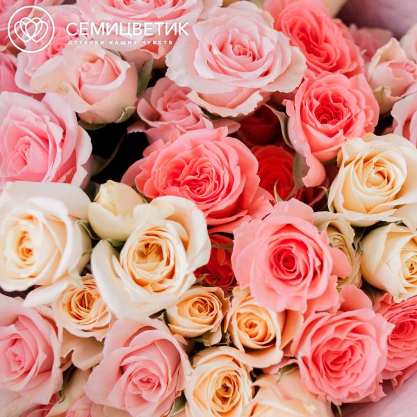Букет из 11 кремовых и розовых кустовых роз 40 см (Эквадор)