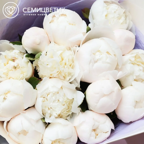 Букет из 15 кремовых пионов Bowl of Cream Premium в кремовой пленке