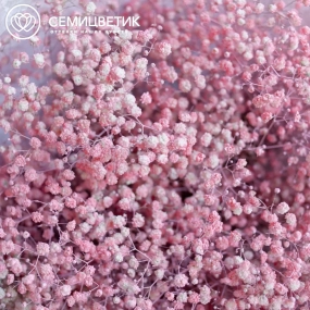 Букет из 15 розовых гипсофил в розовой пленке