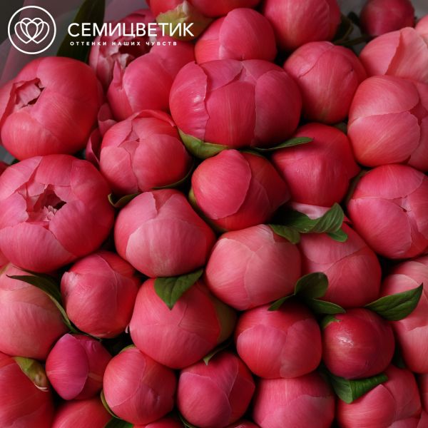 Букет из 51 кораллового пиона Coral Sunset Premium