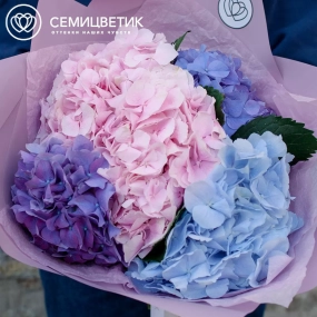 Букет из 5 гортензий яркий микс в сиреневой пленке