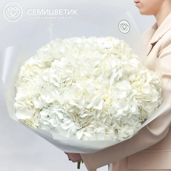 Букет из 15 белых гортензий в прозрачной пленке