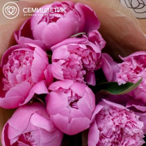 Букет из 11 ярко-розовых пионов Standart в кремовой пленке