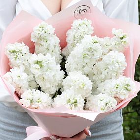 Букет из 13 белых махровых маттиол в розовой пленке