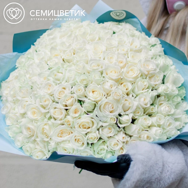 Букет из 151 белой розы 35-40 см (Россия) в голубой пленке