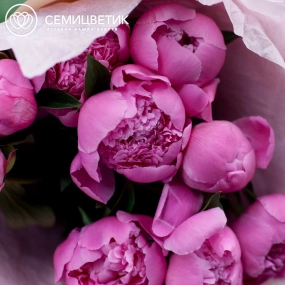 Букет из 9 ярко-розовых пионов Standart в кремовой пленке