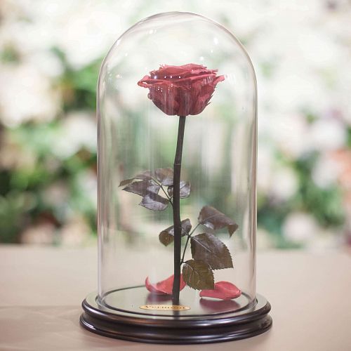 Тёмно-розовая роза в колбе 31 см