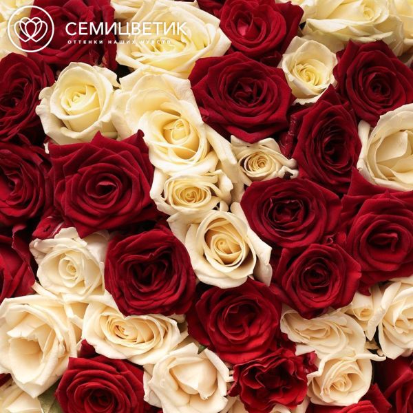 Букет из 101 красной и белой розы 35-40 см (Россия)