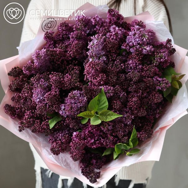 Букет из 51 ветки сирени