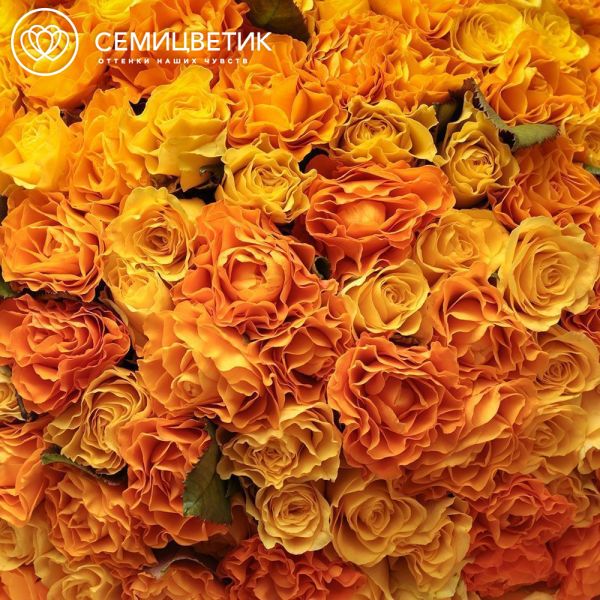 Букет из 151 оранжевой и жёлтой розы 35-40 см (Россия) в белой пленке
