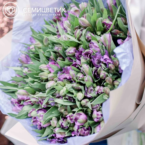 Букет из 51 альстромерии в фиолетовых тонах в кремовой пленке