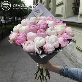 Букет из 25 белых и розовых пионов Premium в белой пленке