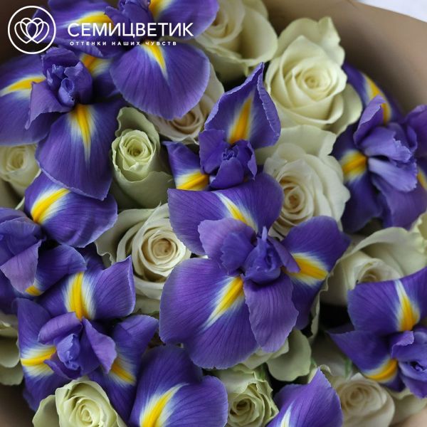 Букет из 15 белых роз 40 см (Кения) и 10 синих ирисов в кремовой пленке