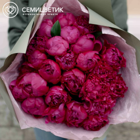 Букет из 25 ярко-розовых пионов Standart Plus в зеленой пленке