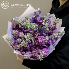 Букет из 25 махровых маттиол микс в сиреневой пленке