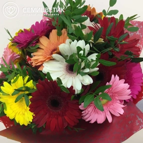 Букет из 19 гербер микс с фисташкой в бордовой пленке