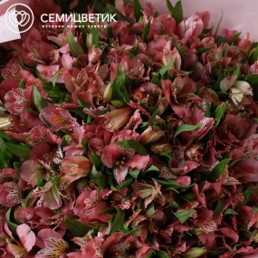 Букет из 101 розовой альстромерии в розовой упаковке