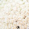 Белые розы Vendela 70 см (Эквадор)