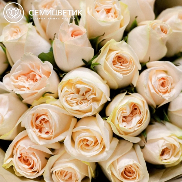 Букет из 25 кремовых пионовидных роз Wedding Rose 40 см