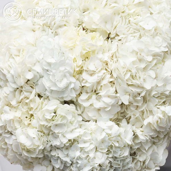 Букет из 25 белых гортензий
