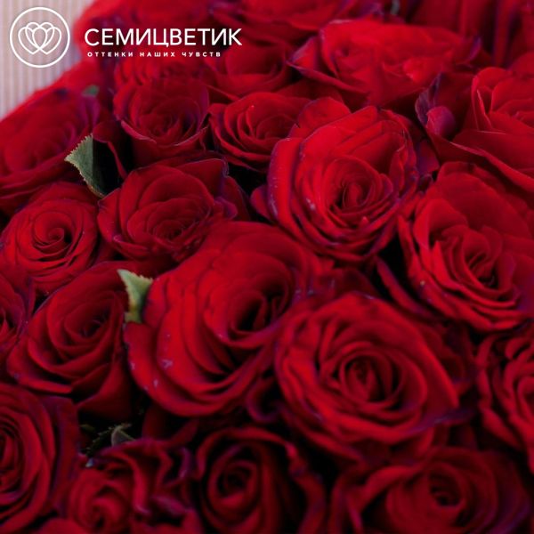 Букет из 35 красных с темной каймой роз Магия 40 см (Россия)