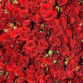 Роза кустовая (Кения) 40 см Красная поштучно