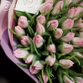 Букет из 51 нежно-розового тюльпана в розовой пленке