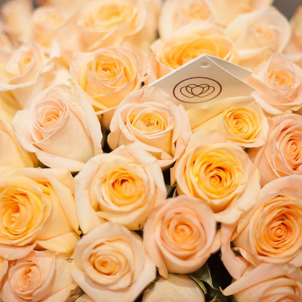 Кремовые розы Tiffany 50 см (Эквадор)