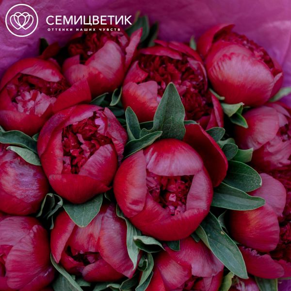 Букет из 15 бордовых пионов Premium