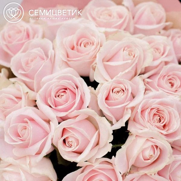Букет из 25 нежно-розовых роз 50 см (Россия) в розовой пленке