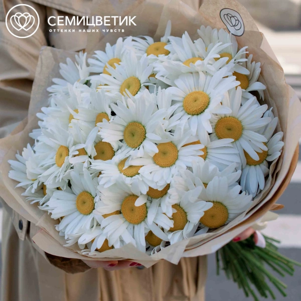 Букет из 51 одноголовой ромашки в упаковке
