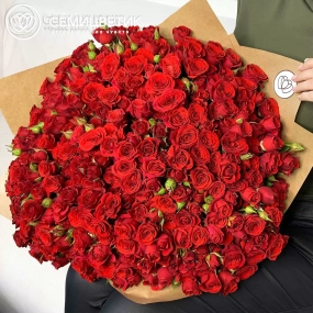 Букет из 101 красной кустовой розы 40 см (Кения) в упаковке