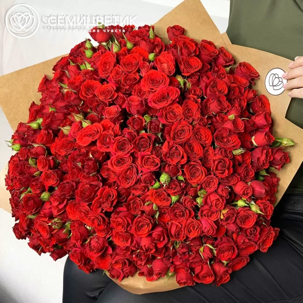 Букет из 101 красной кустовой розы 40 см (Кения) в упаковке