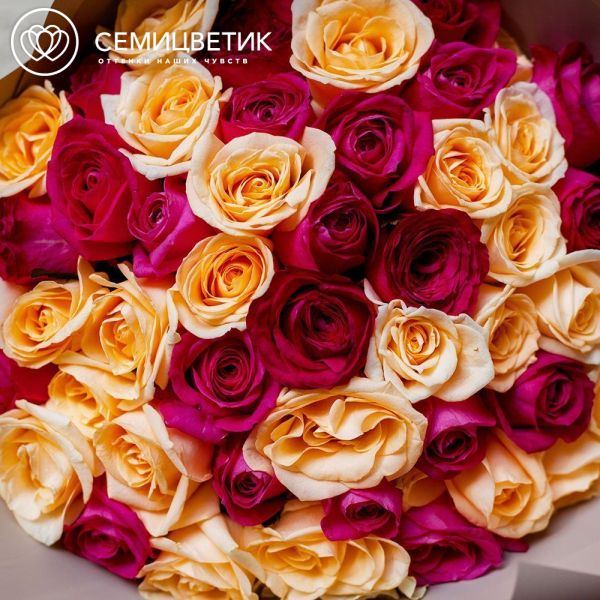 Букет из 51 кремовой и малиновой розы 40 см (Россия) в кремовой пленке