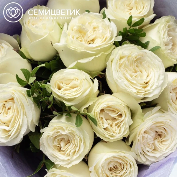 Букет из 15 белых пионовидных роз Titanium 40 см с фисташкой в голубой пленке