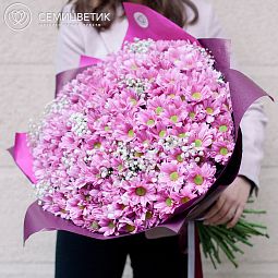 Букет из 51 кустовой розовой хризантемы с гипсофилой