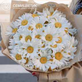 Букет из 51 одноголовой ромашки в упаковке