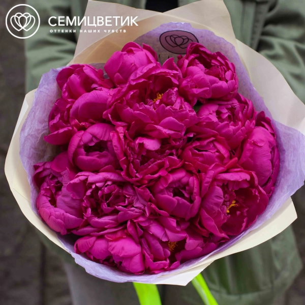 Букет из 15 малиновых пионов Standart Plus в кремовой пленке