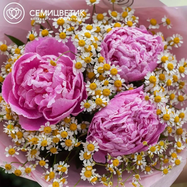 Букет из 3 розовых пионов Standart Plus и матрикарии в розовой пленке