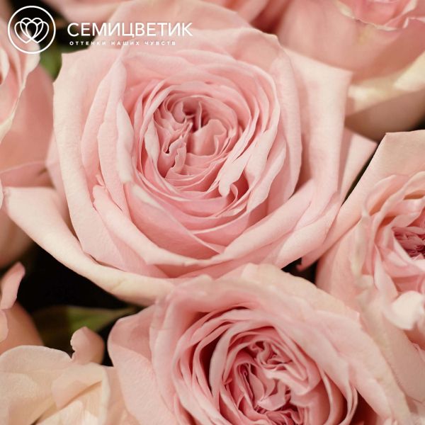 Букет из 25 розовых пионовидных роз Pink O'Hara 40 см