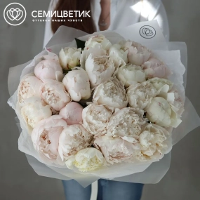 Букет из 25 бело-кремовых пионов Bowl of cream Premium в прозрачной упаковке