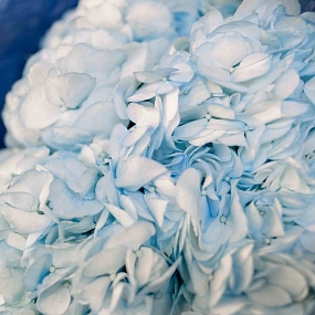 Монобукет  из 3 голубых гортензий в белой пленке