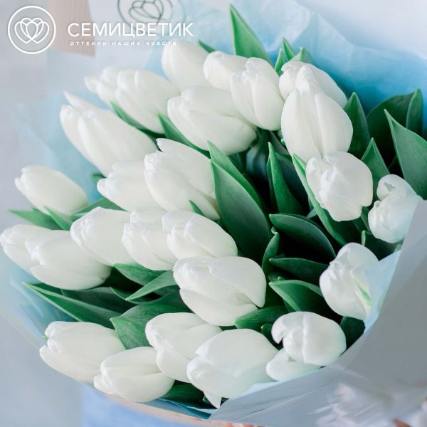 Букет из 25 белых тюльпанов 40 см