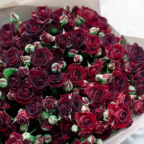 Букет из 15 красных кустовых роз 70 см (Россия) в кремовой пленке