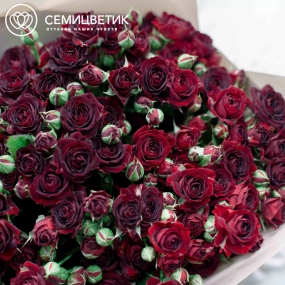 Букет из 15 красных кустовых роз 70 см (Россия) в кремовой пленке