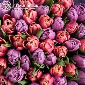Букет из 51 розового и сиреневого пионовидного тюльпана