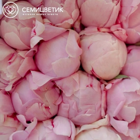 Букет из 15 розовых пионов Premium в розовой пленке