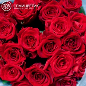 Букет из 25 красных роз 35-40 см (Россия) в голубой пленке